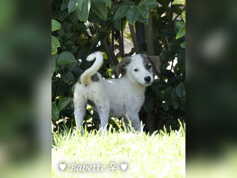 Bacardi, Biala, Babette und Bizou suchen ab August ihr Zuhause