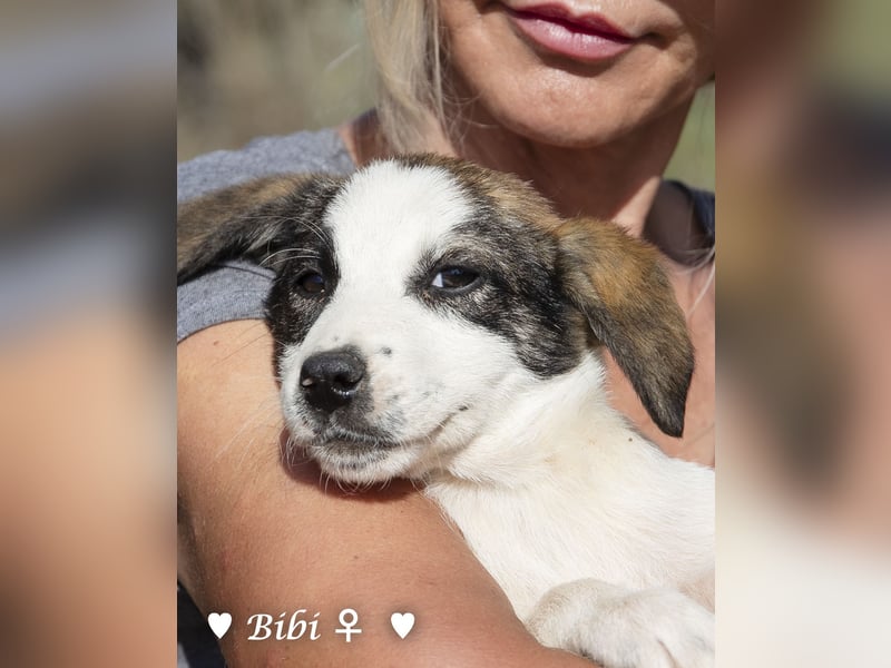 Update: Bibi  sucht ab Mitte November ein Zuhause