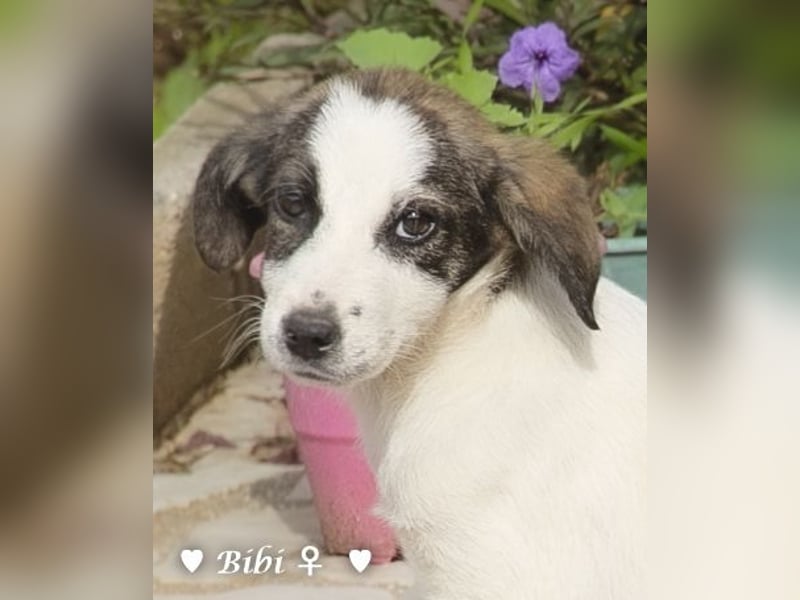 Update: Bibi  sucht ab Mitte November ein Zuhause