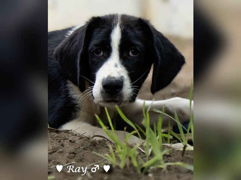 Ramon, Ralf, Randy, Ray und Raischa suchen ein Zuhause