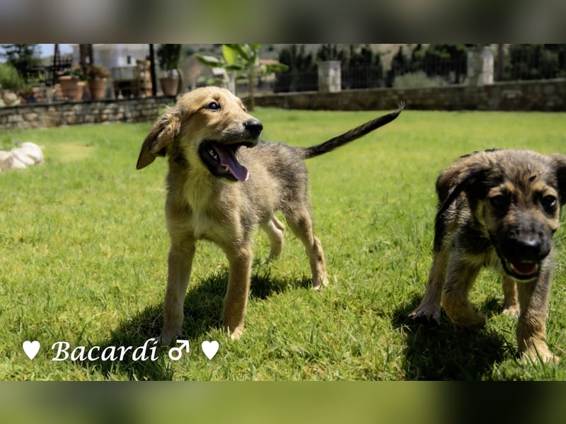 Bacardi, Biala, Babette und Bizou suchen ab August ihr Zuhause