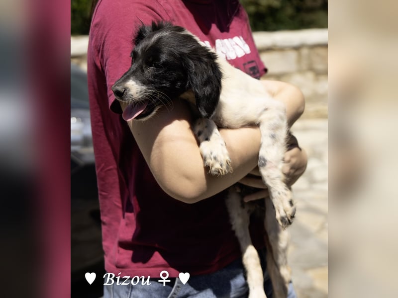 Update: Mischlingswelpen Bado, Bizou, Bilka  und Biala suchen ein Zuhause