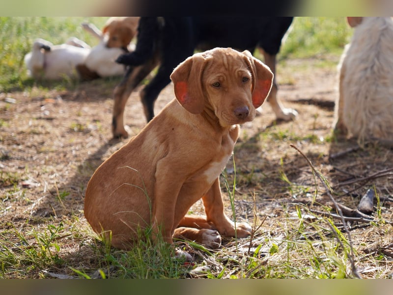 Gina, Giorgi, Gaia und Gino suchen ein Zuhause