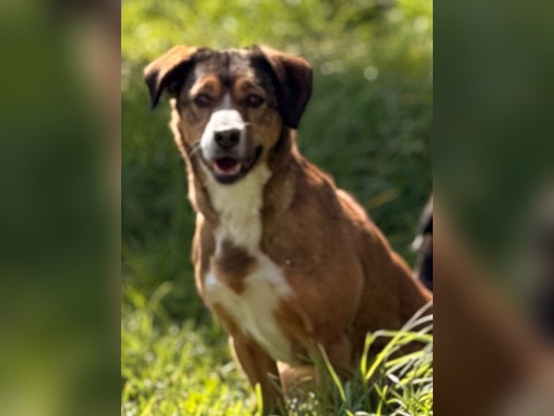 Traurige Bella  kann in der Südpfalz  besucht werden