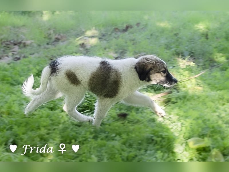 Felicita, Felix, Flori, Fanny, Frida und Fine suchen ab Ende Dezember ein Zuhause