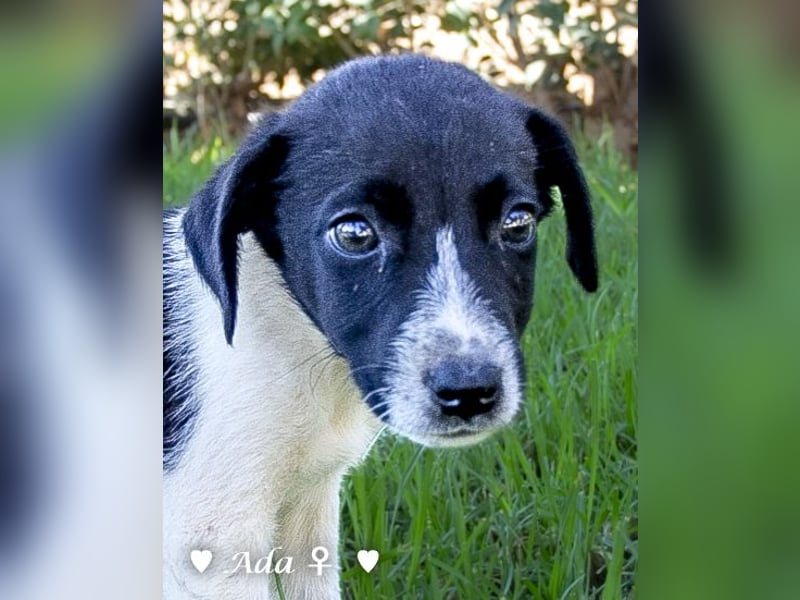 Arthur  und Argos  suchen ab Mitte November ein Zuhause