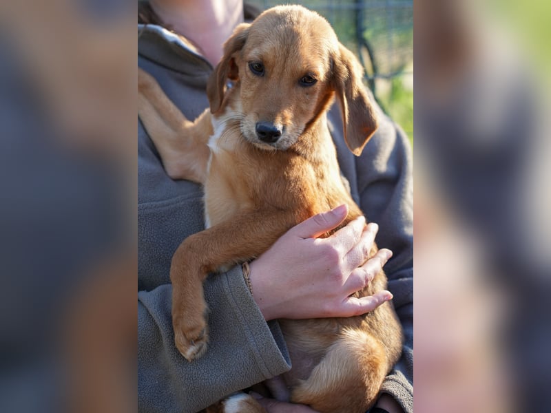 Elias und Elton  suchen  ein Zuhause