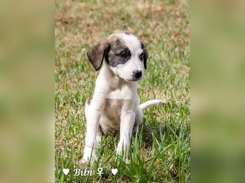 Update: Bibi  sucht ab Mitte November ein Zuhause