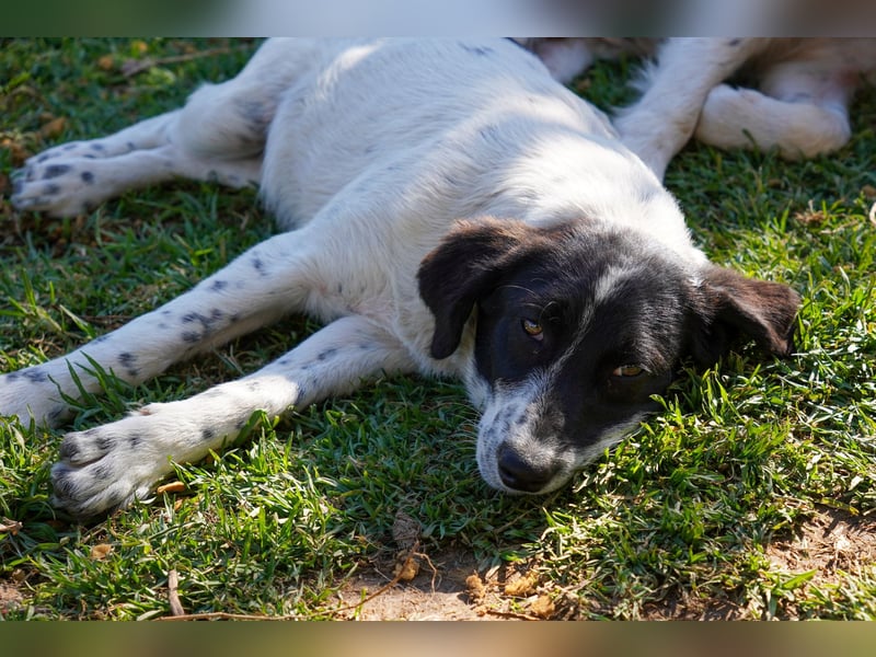 Dora, Darios, Dakis und Damon suchen ein Zuhause