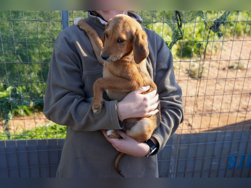 Elias, Evi, Elli und Eros suchen ab Ende März ein Zuhause