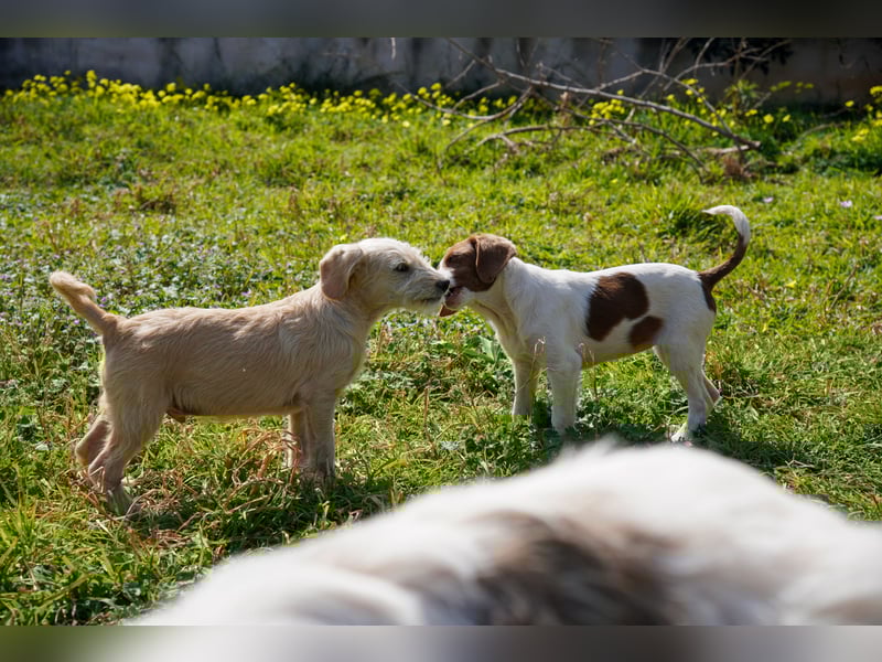 Willie, Wilma und Summer suchen ein Zuhause