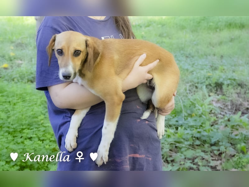Kanella  sucht ein  Zuhause