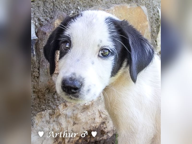 Arthur  und Argos  suchen ab Mitte November ein Zuhause