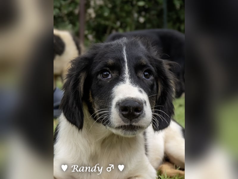 Ramon, Ralf, Randy, Ray und Raischa suchen ein Zuhause
