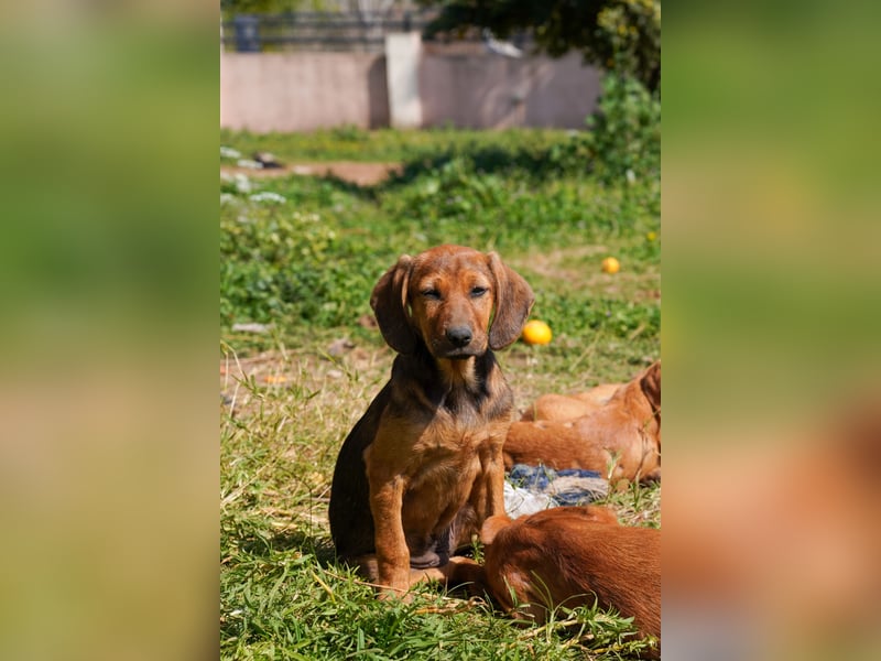 Gina, Giorgi, Gaia und Gino suchen ein Zuhause