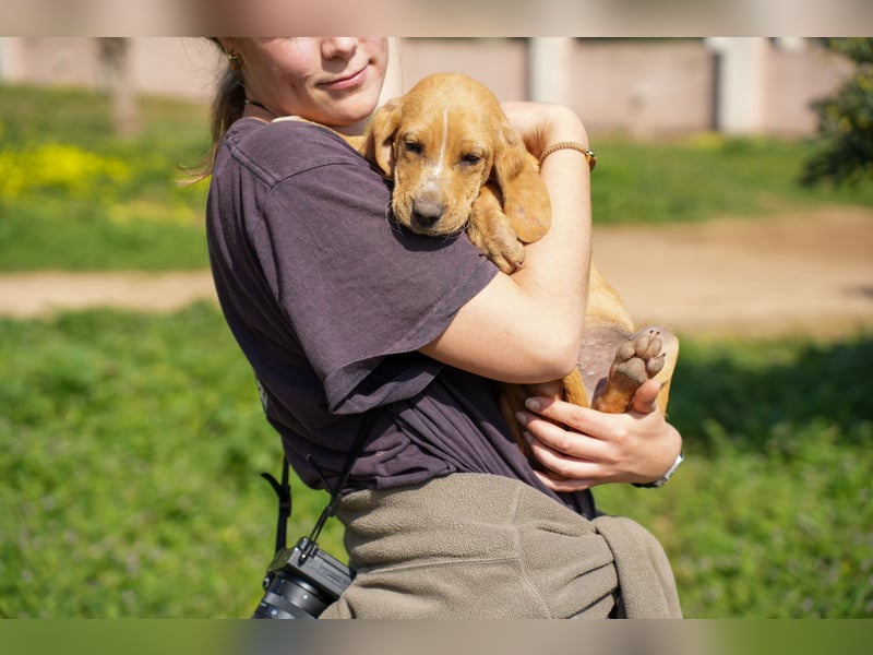 Gina, Giorgi, Gaia und Gino suchen ein Zuhause