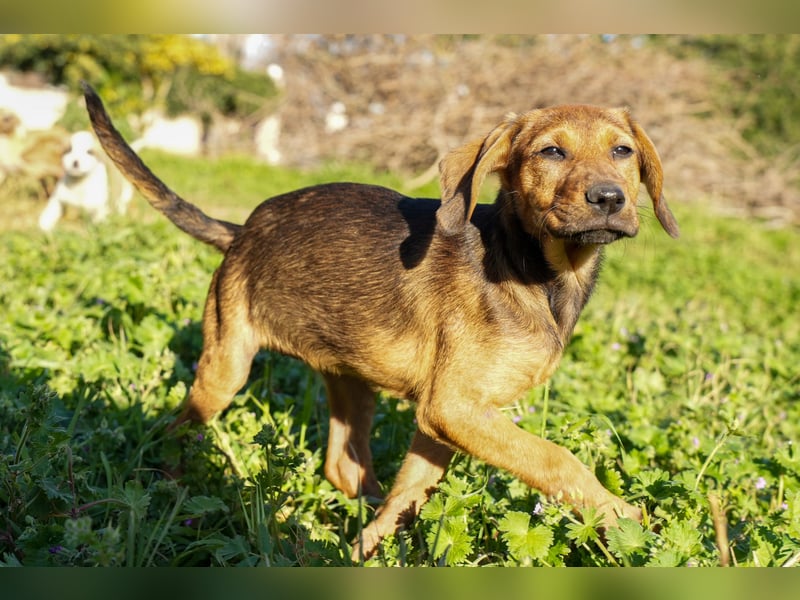 Gina, Giorgi, Gaia und Gino suchen ein Zuhause