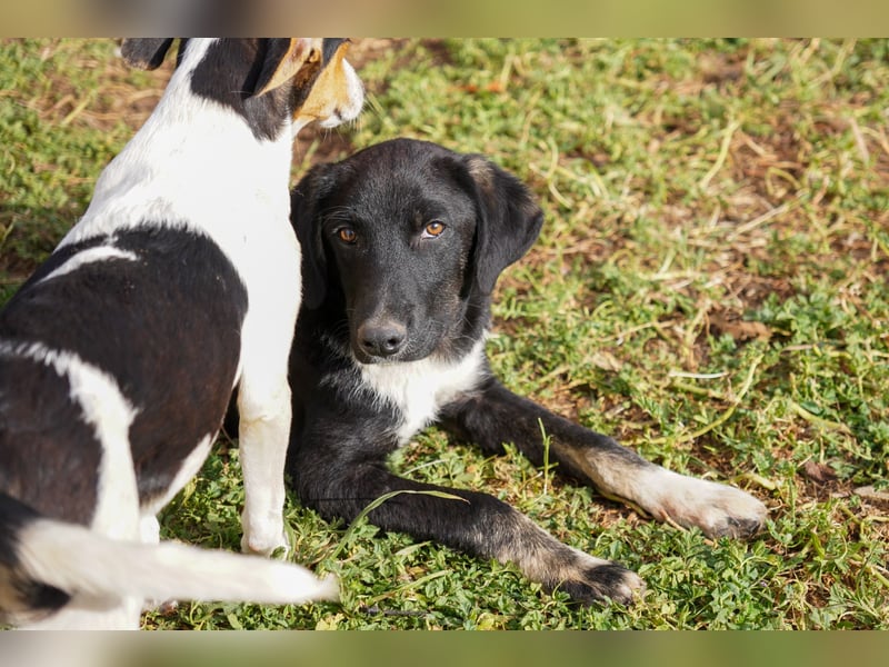 Darios, Dakis und Damon suchen ein Zuhause