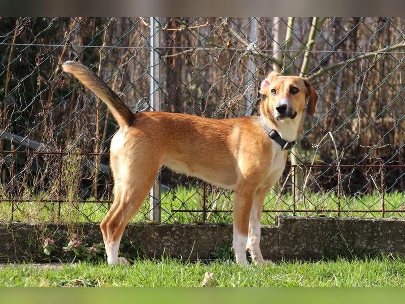 Verschmuste Familienhündin Nellie sucht ihr Zuhause - In der Südpfalz zu besuchen