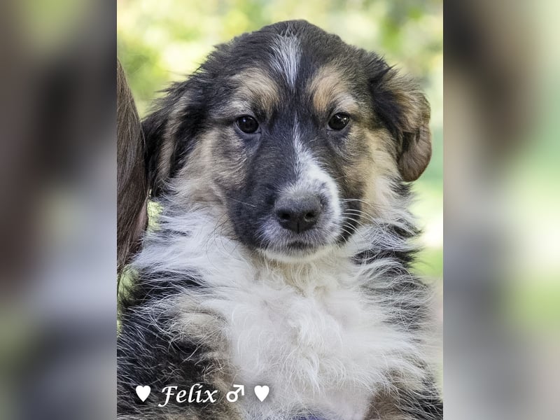 Felicita, Felix, Flori, Fanny, Frida und Fine suchen ab Ende Dezember ein Zuhause