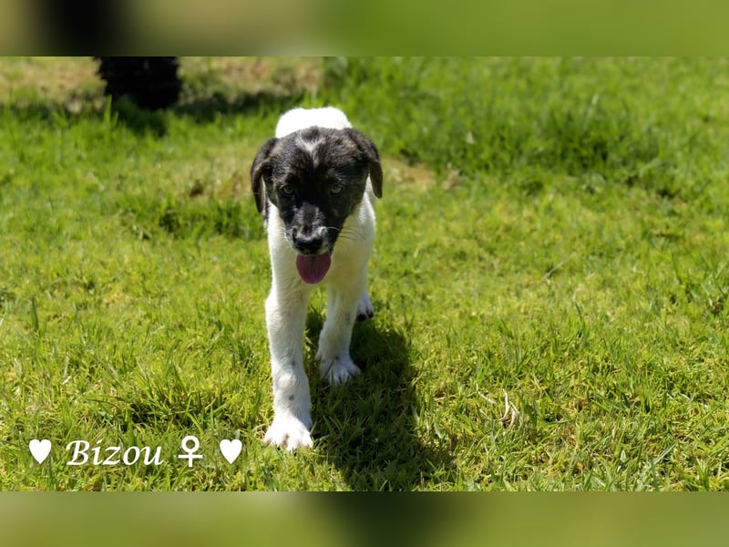 Bacardi, Biala, Babette und Bizou suchen ab August ihr Zuhause