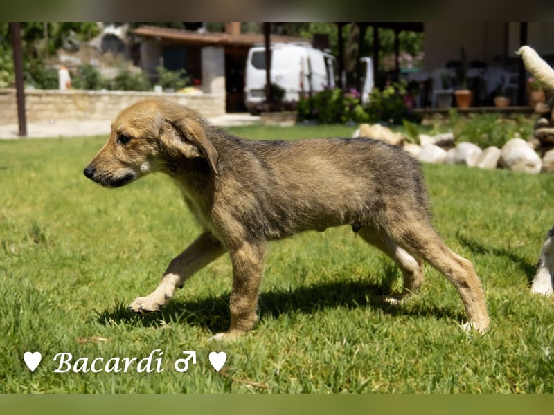 Bacardi, Biala, Babette und Bizou suchen ab August ihr Zuhause