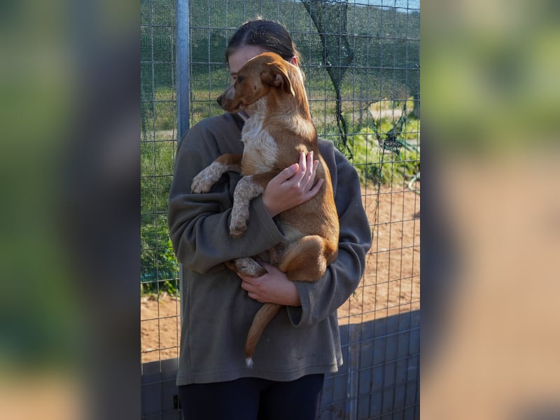 Elias, Evi, Elli und Eros suchen ab Ende März ein Zuhause