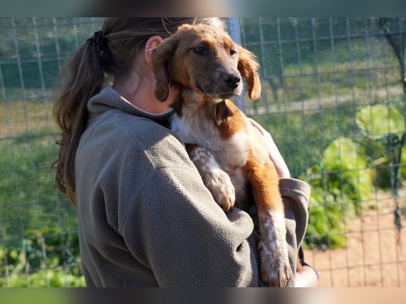 Elias, Evi, Elli und Eros suchen ab Ende März ein Zuhause