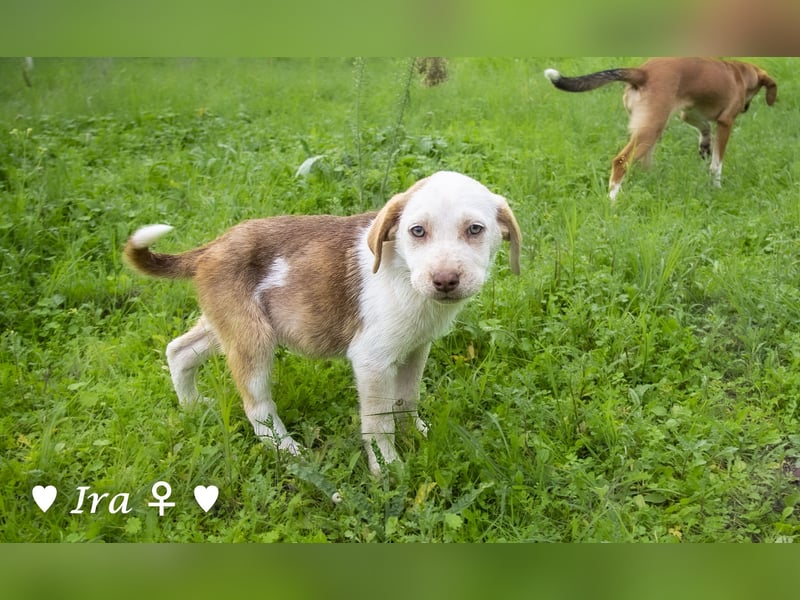 Ira, Iris und Izzy suchen ab Januar ein Zuhause