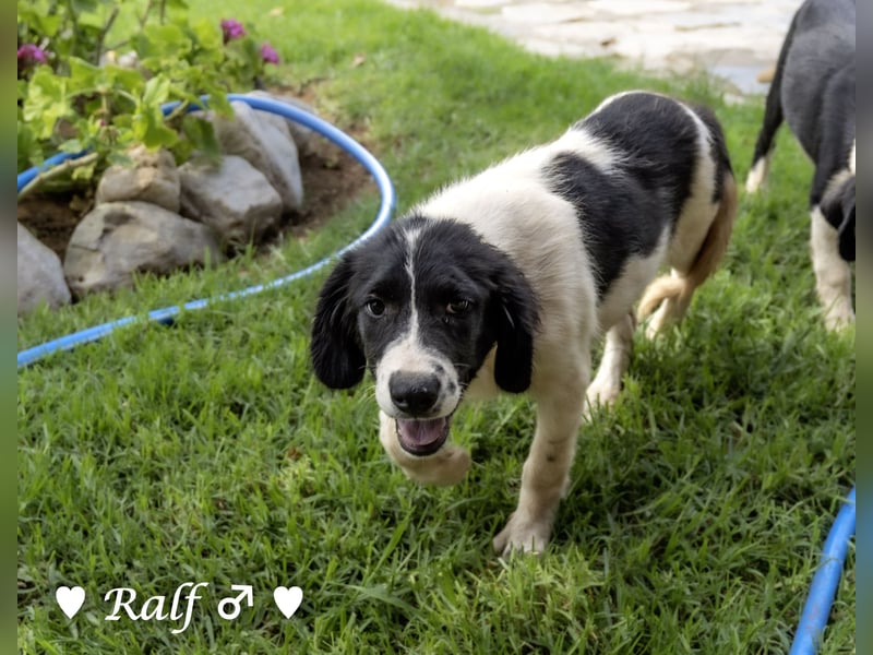 Ramon, Ralf, Randy, Ray und Raischa suchen ein Zuhause