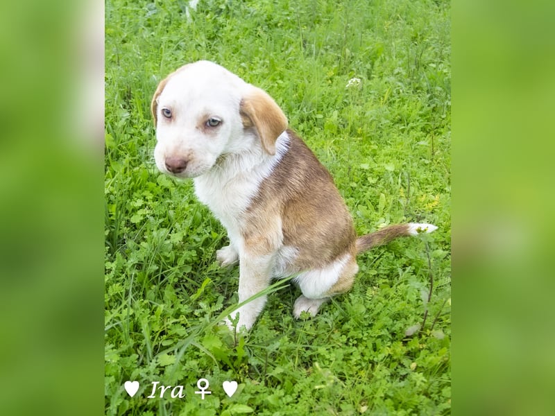 Ira, Iris und Izzy suchen ab Januar ein Zuhause