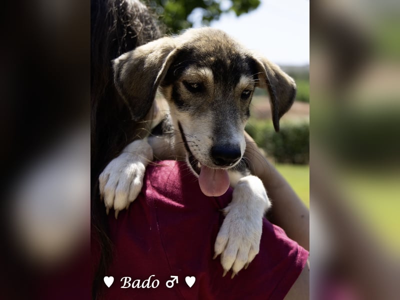 Update: Mischlingswelpen Bado, Bizou, Bilka  und Biala suchen ein Zuhause