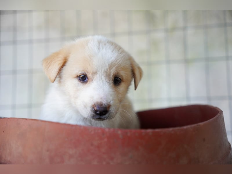 Unsere süßen Schneeflocken suchen ein Zuhause