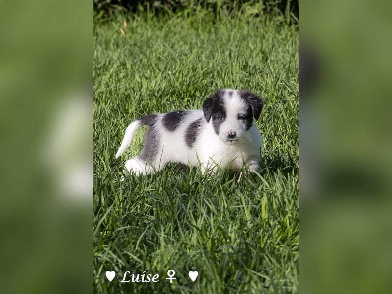 Luise, Luigi, Lucio und Peppito suchen ein Zuhause