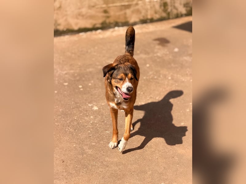 Traurige Bella  kann in der Südpfalz  besucht werden