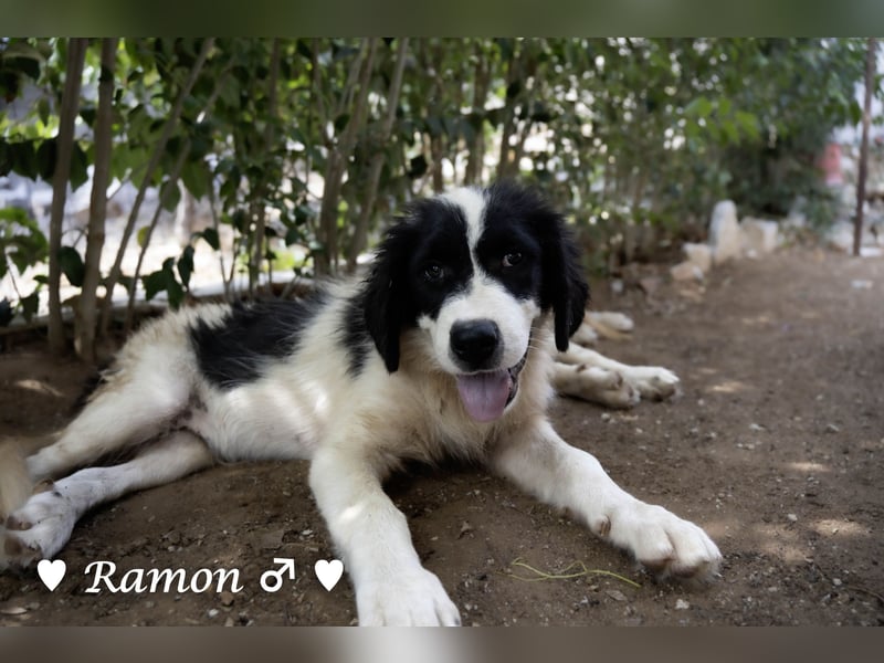 Ramon, Ralf, Randy, Ray und Raischa suchen ein Zuhause
