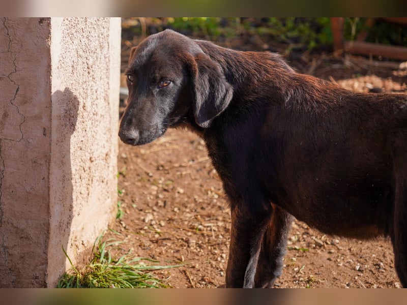 Doros, Dinos, Deri und Dex  suchen ein Zuhause