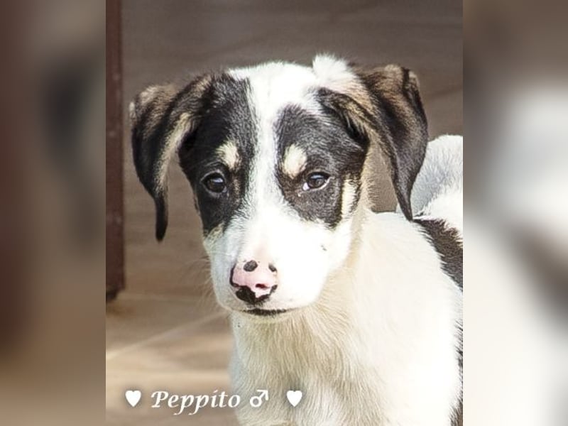 Update: Peppito  sucht ein Zuhause