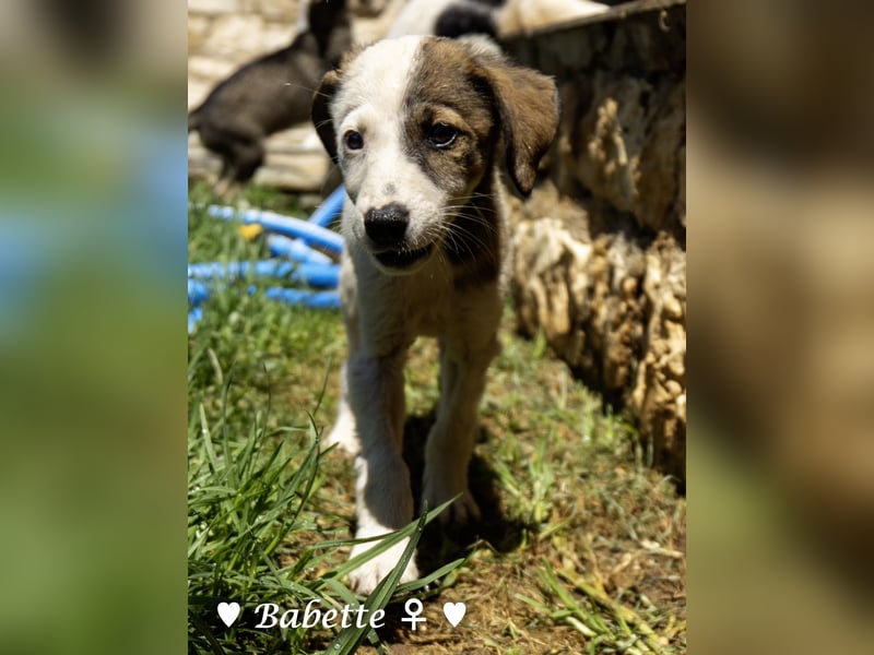 Bacardi, Biala, Babette und Bizou suchen ab August ihr Zuhause
