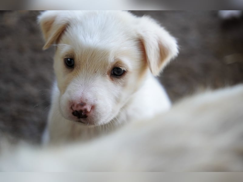 Unsere süßen Schneeflocken suchen ein Zuhause