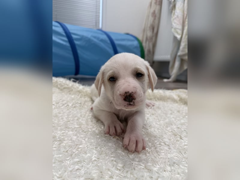 Im Westerwald zu besuchen: Zehn kleine Leben suchen ihr Für-immer-Zuhause