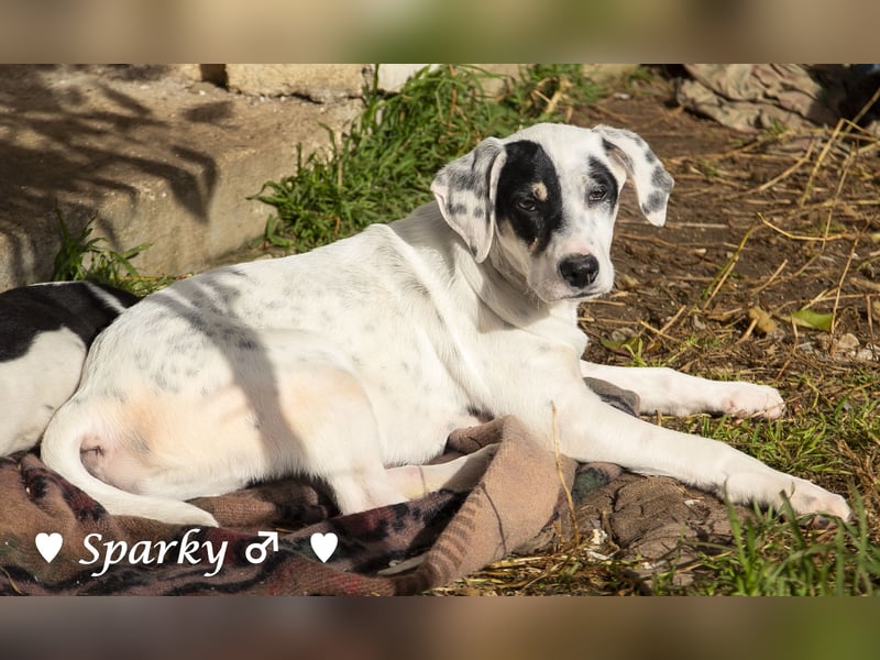 Sparky  sucht ein Zuhause