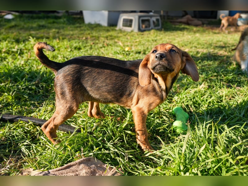 Gina, Giorgi, Gaia und Gino suchen ein Zuhause
