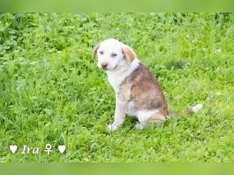 Ira, Iris und Izzy suchen ab Januar ein Zuhause