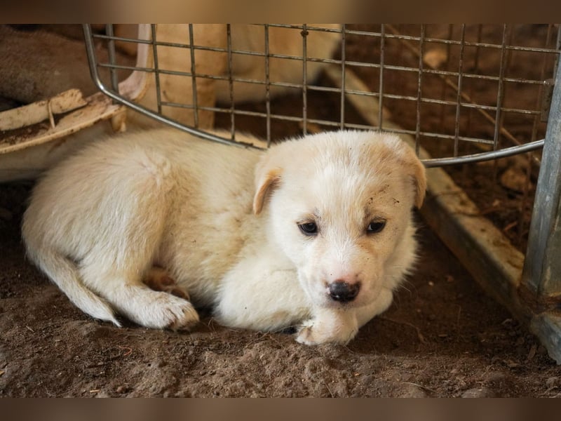 Unsere süßen Schneeflocken suchen ein Zuhause