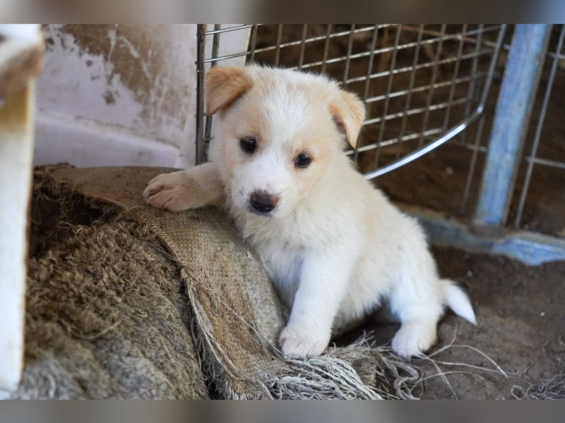 Unsere süßen Schneeflocken suchen ein Zuhause
