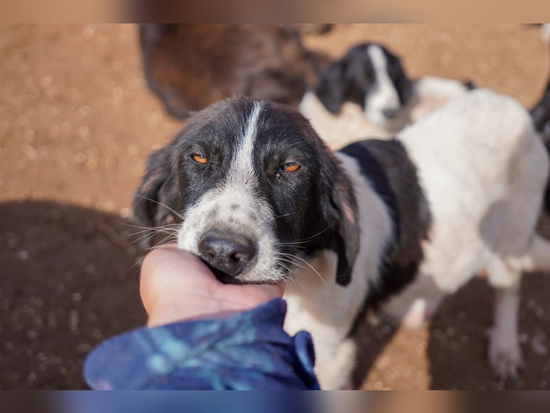 Darios, Dakis und Damon suchen ein Zuhause