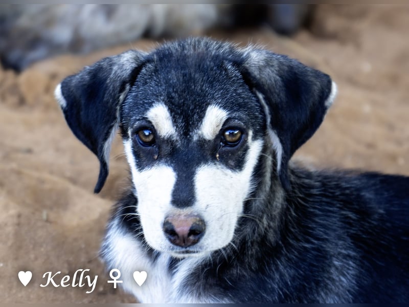 Kelly, Lucky und Brisco suchen ein Zuhause