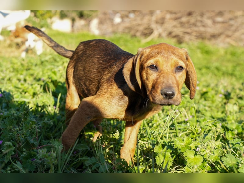 Gina, Giorgi, Gaia und Gino suchen ein Zuhause