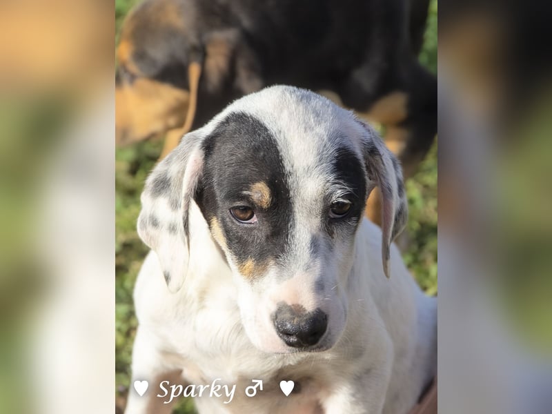 Sparky  sucht ein Zuhause